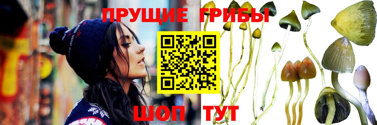 Кудымкар  Псилоцибиновые грибы мицелий  цены наркотик  Вход с VPN 